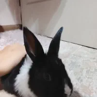 خرگوش|موش و خرگوش|تبریز, |دیوار