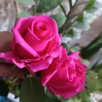 تعدادی گل رز برای فردا برای رو مزار موجود