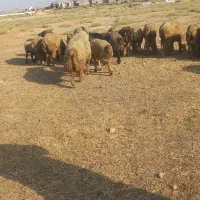 قوچ|حیوانات مزرعه|شیراز, بریجستون|دیوار