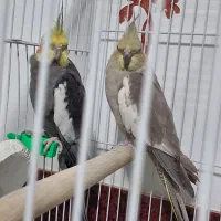 پرنده عروس هلندی جفت سیامون اهویی سخنگولوتینوکوتول|پرنده|بیرجند, |دیوار