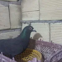 کبوتر|پرنده|گتوند, |دیوار