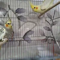 عروس هلندی|پرنده|قم, کیوانفر|دیوار