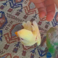 جوجه طوطی برزیلی|پرنده|اهواز, بهارستان|دیوار