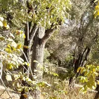 فروش باغ ۲۰۰۰ متری بهمن|فروش زمین و ملک کلنگی|بهمن صغاد, |دیوار