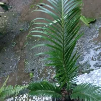 گل های آپارتمانی و یک گل مخصوص فضای باز و نور گیر