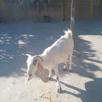 بز وگیسه آبستن نژاد دار|حیوانات مزرعه|کرمان, |دیوار