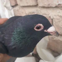 ماده کلاغ گوک