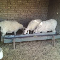 یک بره نر یک بره ماده یک میش|حیوانات مزرعه|کرباسک, |دیوار