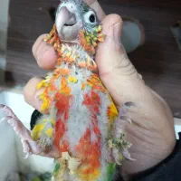 جوجه سرلاکی گرینچیک دبل رد