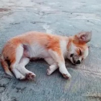 فروشی سگ ماده فوری