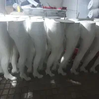 مانکن پا گلچهره اصل در حد نو