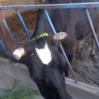 کود دامی گاو