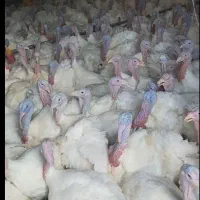 بوقلمون گوشتی