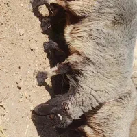 میش داشتی|حیوانات مزرعه|صمصامی, |دیوار