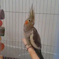 فروش عروس هلندی جفت، رام|پرنده|ساری, |دیوار