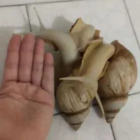 حلزون|خزنده|قم, نوقطار|دیوار