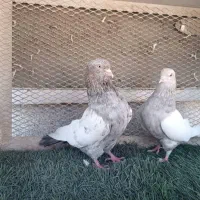 کبوتر .سینه سرور|پرنده|اهواز, کوی طلاب|دیوار