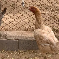 مرغ لاری|حیوانات مزرعه|تایباد, |دیوار