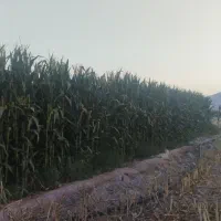 ذرت علوفه