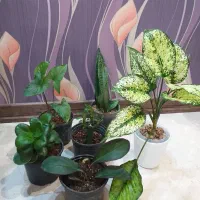 گل آگلونما برفی قاشقی افوربیا سانسوریا سینگونیوم