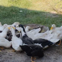 فروش اردک محلی