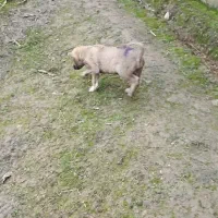 واگذاری توله سرابی ماده|سگ|تالش, هشتپر|دیوار