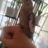 عروس هلندی