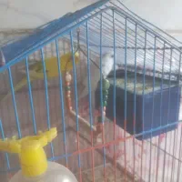 مرغ عشق|پرنده|تهران, ابوذر|دیوار