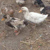 اردک و|حیوانات مزرعه|ماهدشت, |دیوار