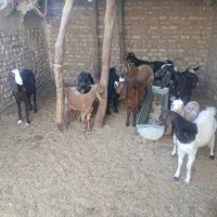 همه بز و یه گوسفند فروش جمعی