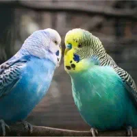 مرغ عشق جفت