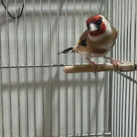 سهره نر عالی|پرنده|تهران, بازار|دیوار