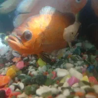 2عدد آکواریوم یکی گوشت خوار یکی گیاه خوار|ماهی|وردشت, |دیوار