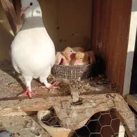 جوجه کفتر مناسب دستی شدن