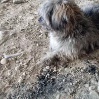 سگ خونگی|سگ|رباط‌کریم, انجم آباد|دیوار