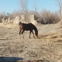 اسب مادیون کرد