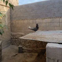 خروس لهستانی|حیوانات مزرعه|خورموج, |دیوار