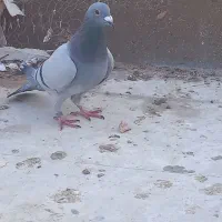 کبوتر|پرنده|یزد, |دیوار