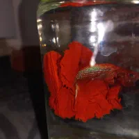 فایتر (بتا) جفت فول رد وارداتی