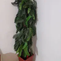 درخت نخل ایستاده