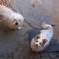 با سلام از برنامه دیوار|سگ|چناران, |دیوار