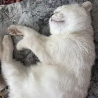 فروش گربه|گربه|سنندج, |دیوار