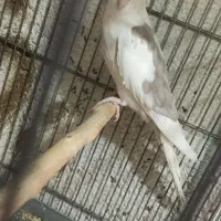 عروس هلندی ماده آلبینو دوکت و لوتینو