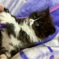 واگذاری گربه پرشین