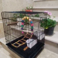 قفس پرنده با تمام اسباب بازیها