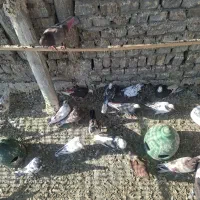 کفتر تهرانی|پرنده|قرچک, مهدیه|دیوار