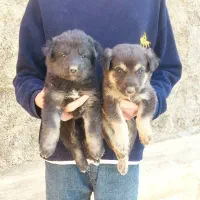 واگذاری|سگ|شیراز, فضل‌آباد|دیوار