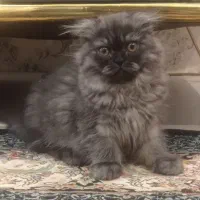 گربه اسکاتیش پرشین گوش کوچیک 75روزه واگذار میشود10