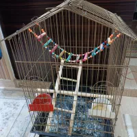 قفس عروس هلندی
