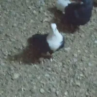 ماده کلسفید قیمت ۷۰۰